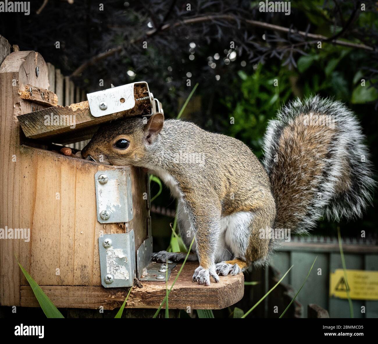 Grey Squirrel Feeding Box, eating nuts Stock Photo Alamy