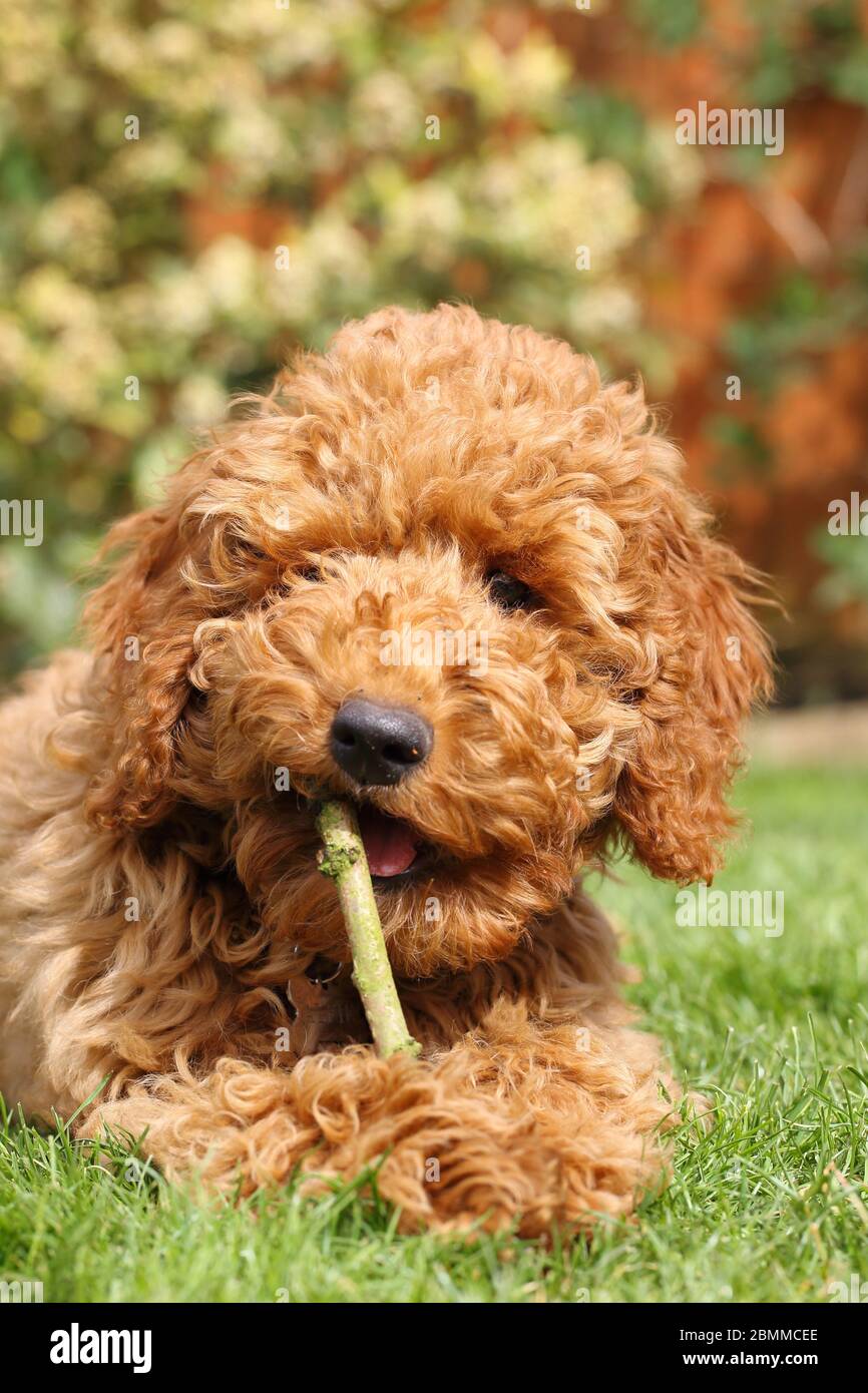 Doodle Hund In Not