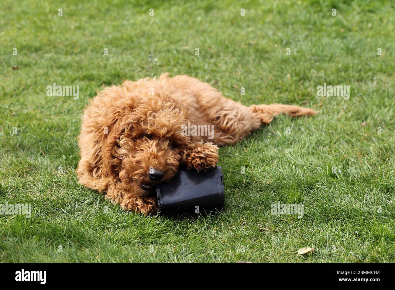 dog chewing a plant pot Stock Photo
