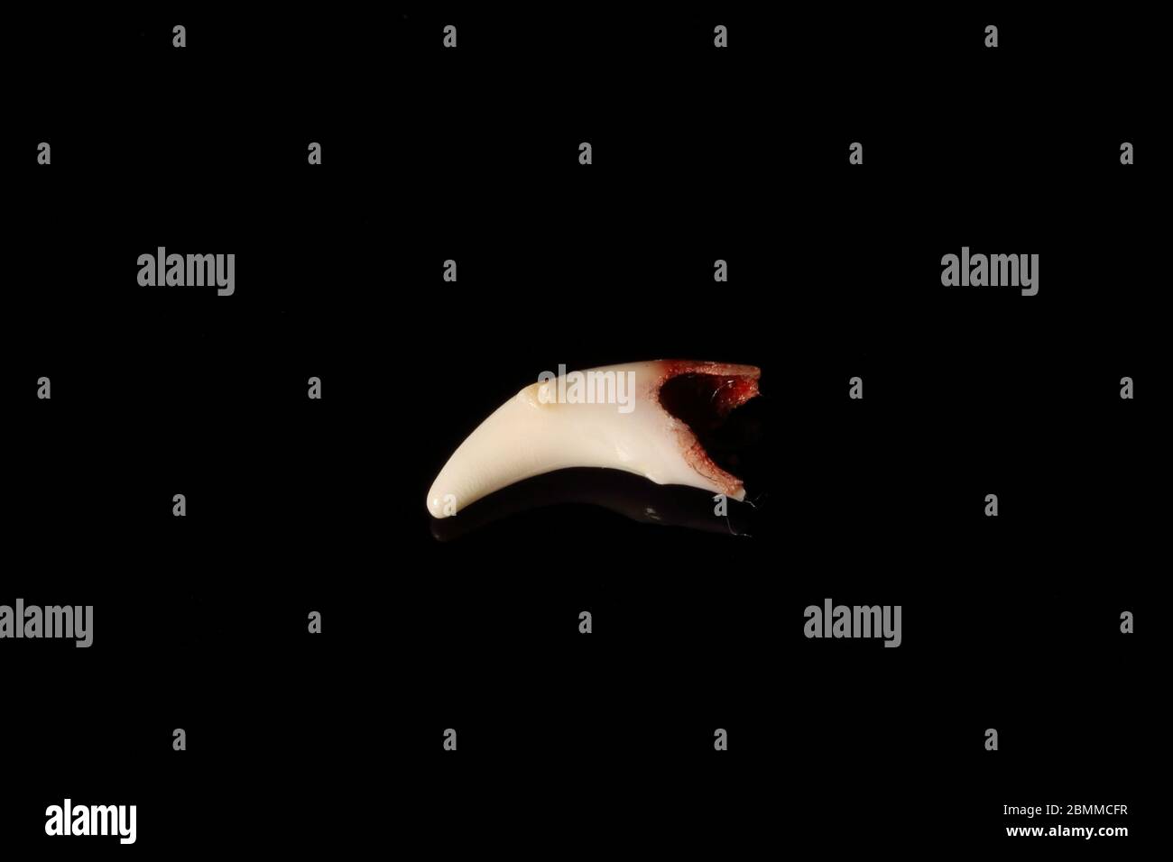 dogs puppy tooth Stock Photo