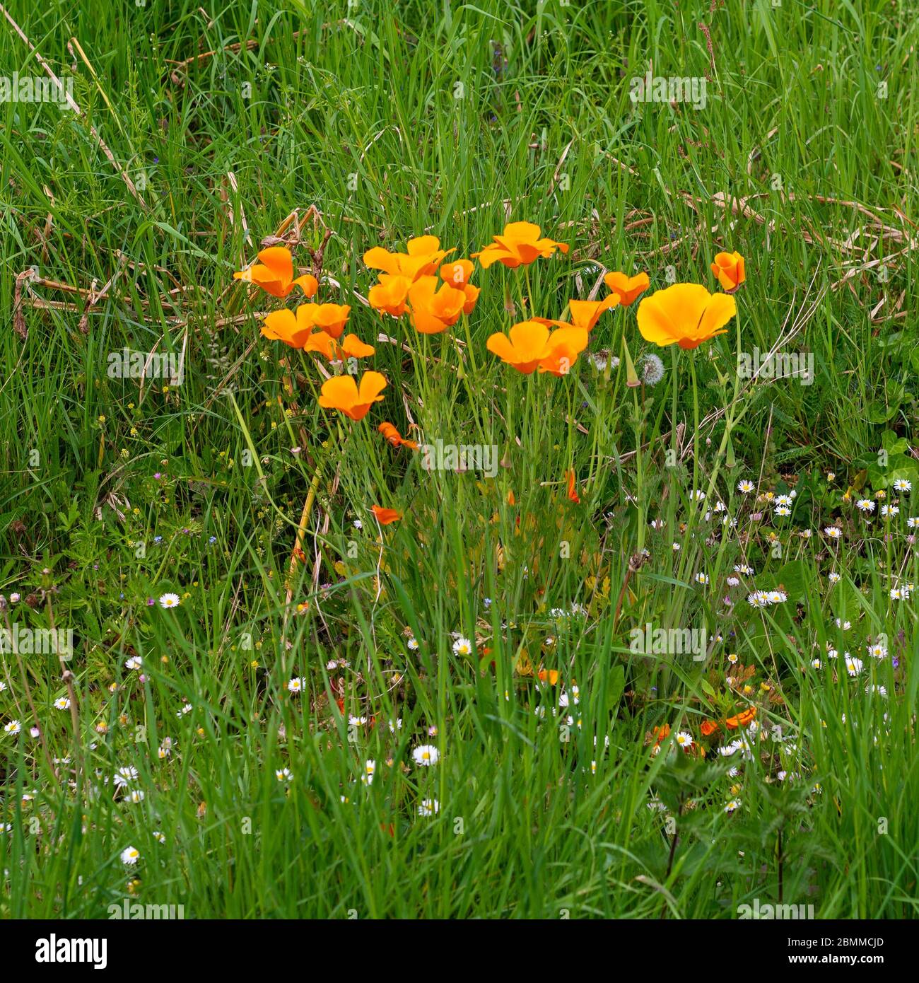 Orange California poppies growing wild on a roadside grass verge in the UK Stock Photo