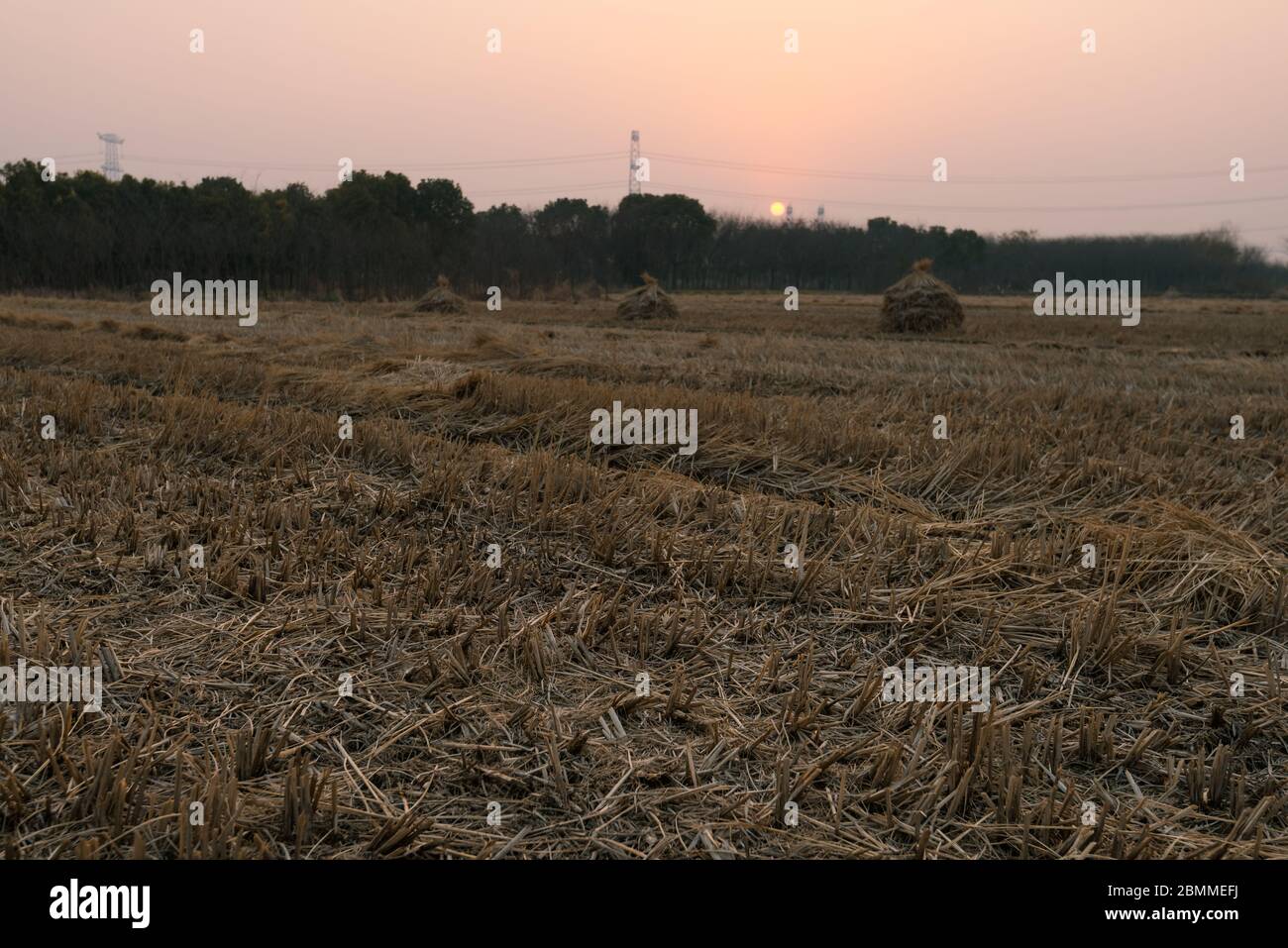 Rural landscape with golden straw bales Stock Photo - Alamy