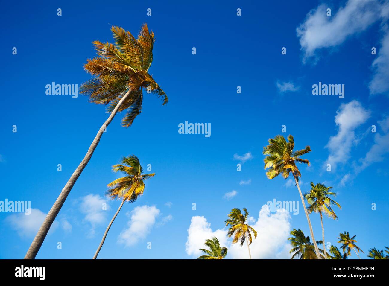 Beautiful coconut palm trees from below with deep blue sky. Stock Photo