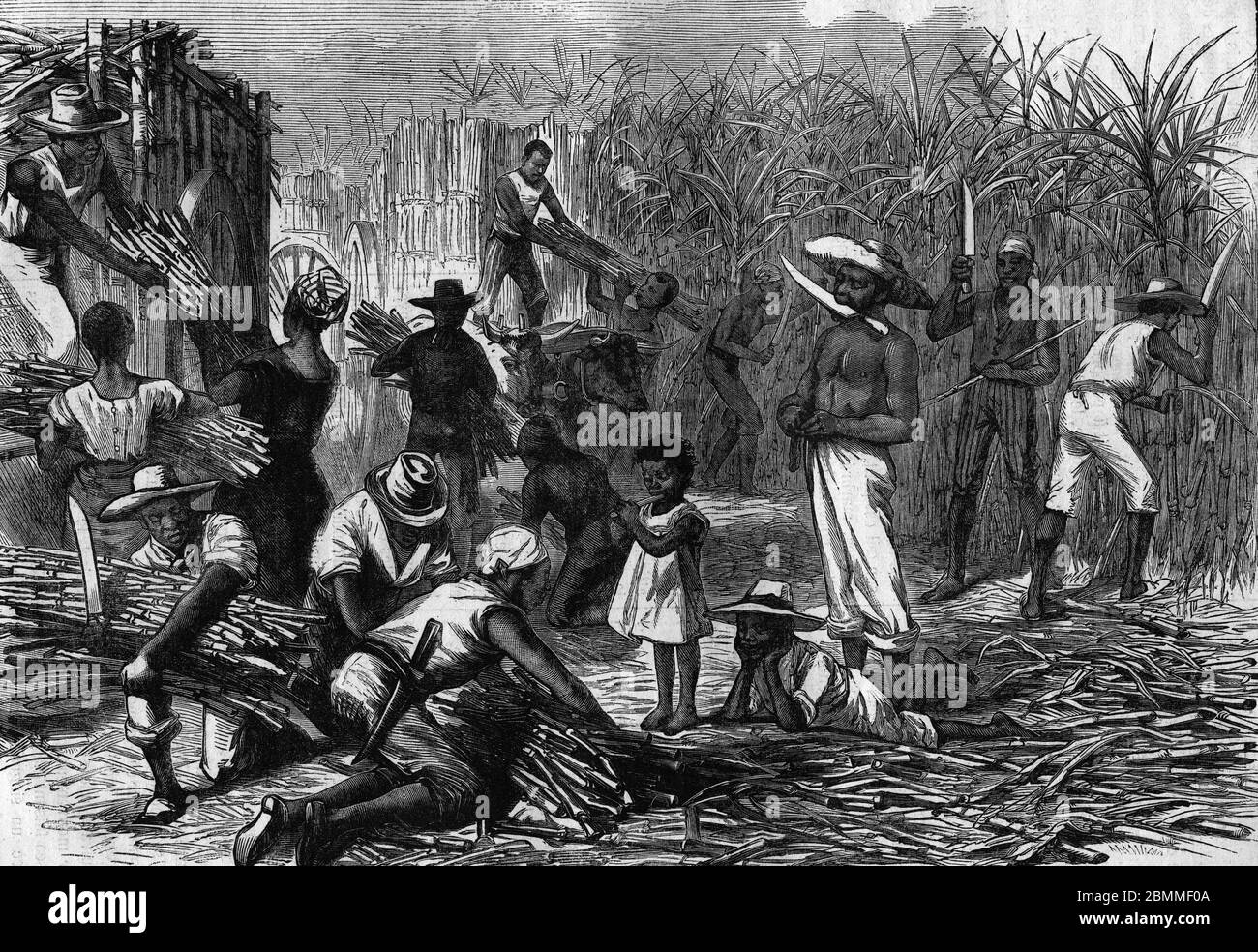 Esclavage : 'Esclaves travaillant dans les plantations de canne a sucre aux Antilles' Gravure 1880 - (slaves working in the sugar cane plantations, in Stock Photo