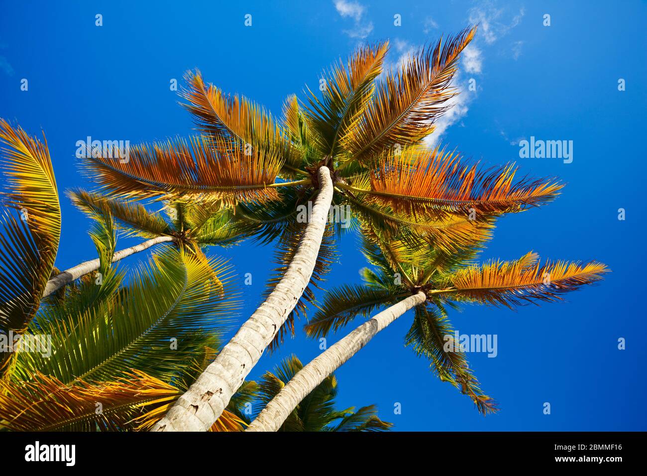 Beautiful coconut palm trees from below with strong polarizer effect. Stock Photo