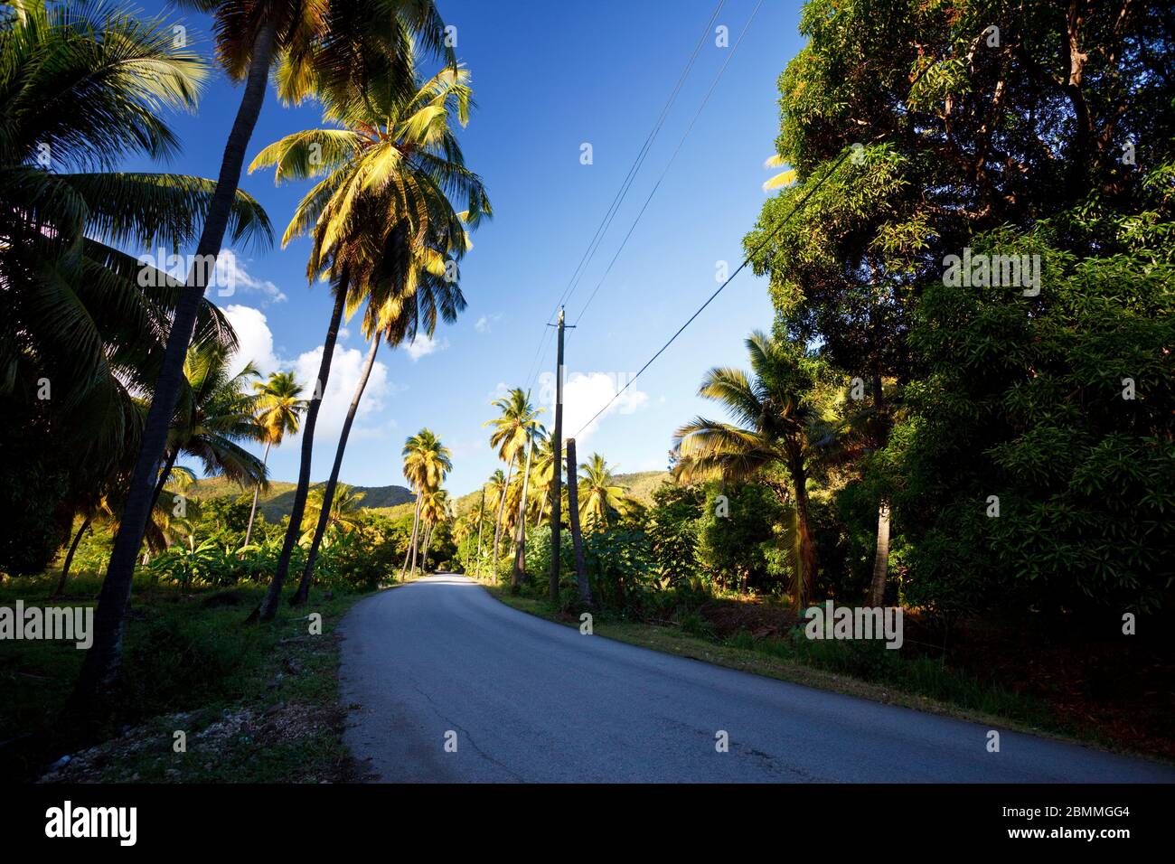 A road called Fig Tree Drive in the center of Antigua, a bit ironically because it features mostly coconut palm trees. Stock Photo
