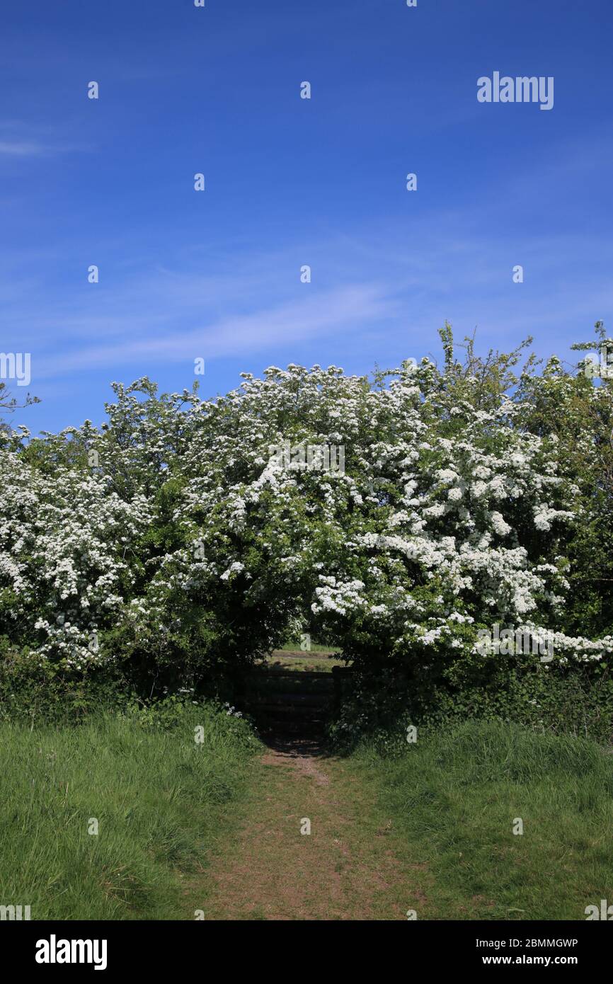 Hawthorn (crataegus monogyna) hedge in flower, England, UK Stock Photo