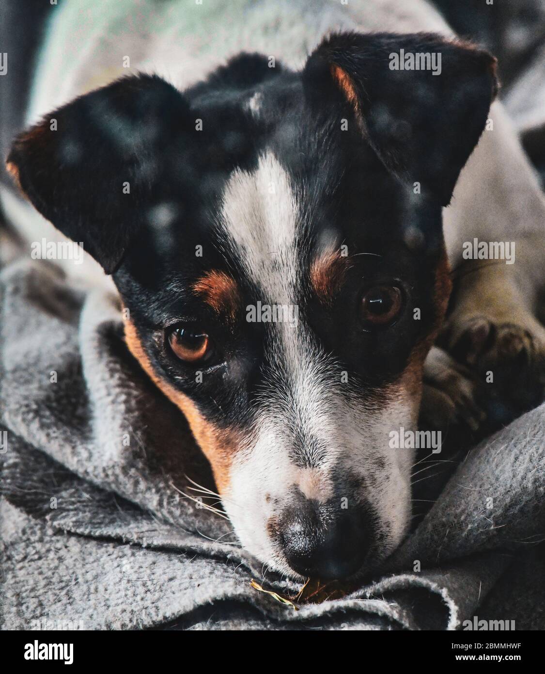 Jack Russell Illustration High Resolution Stock Photography And Images Alamy Jack Russell Illustration High Resolution Stock Photography And Images Alamy