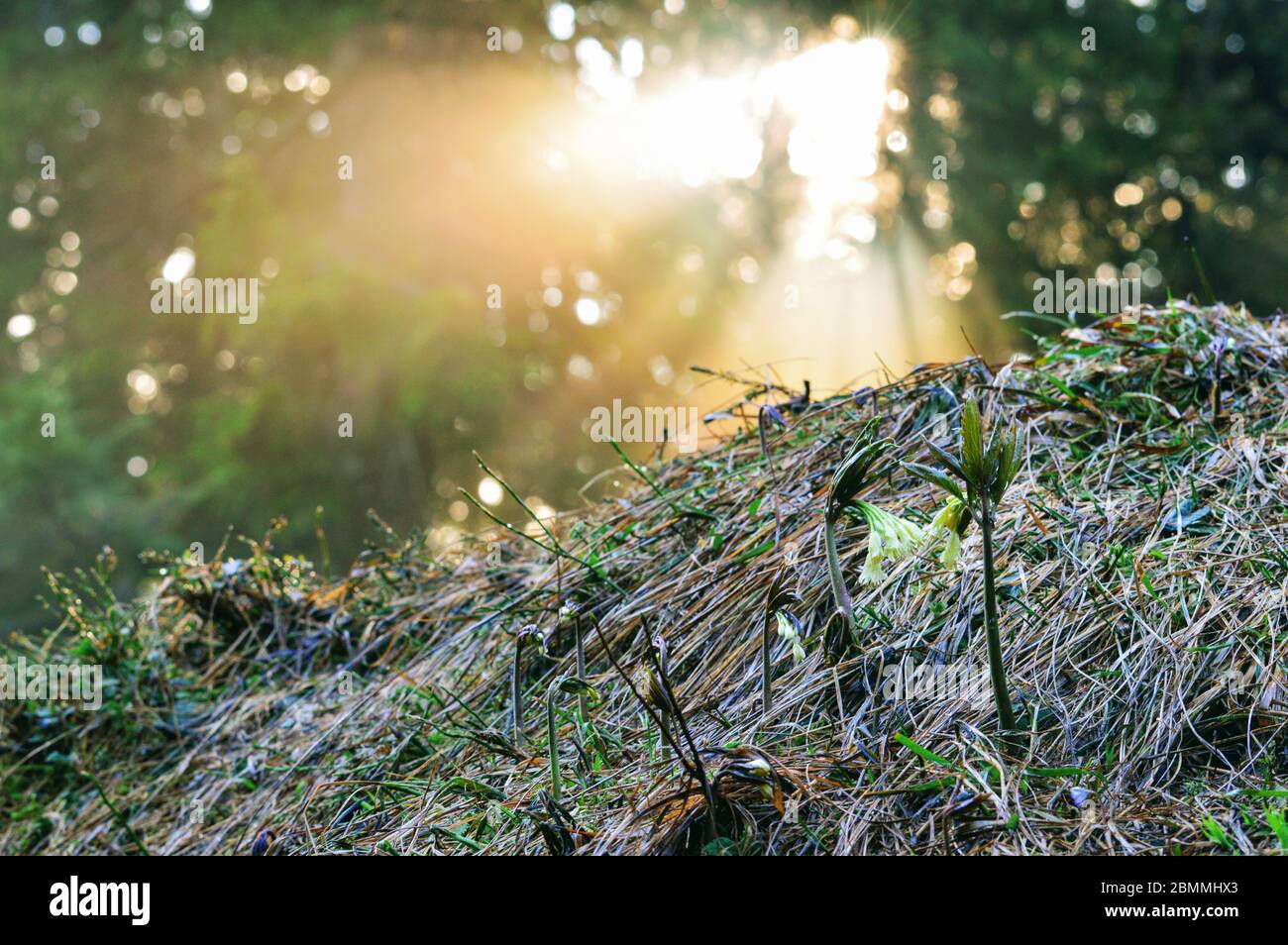 Sprießender Waldboden im Frühling Stock Photo