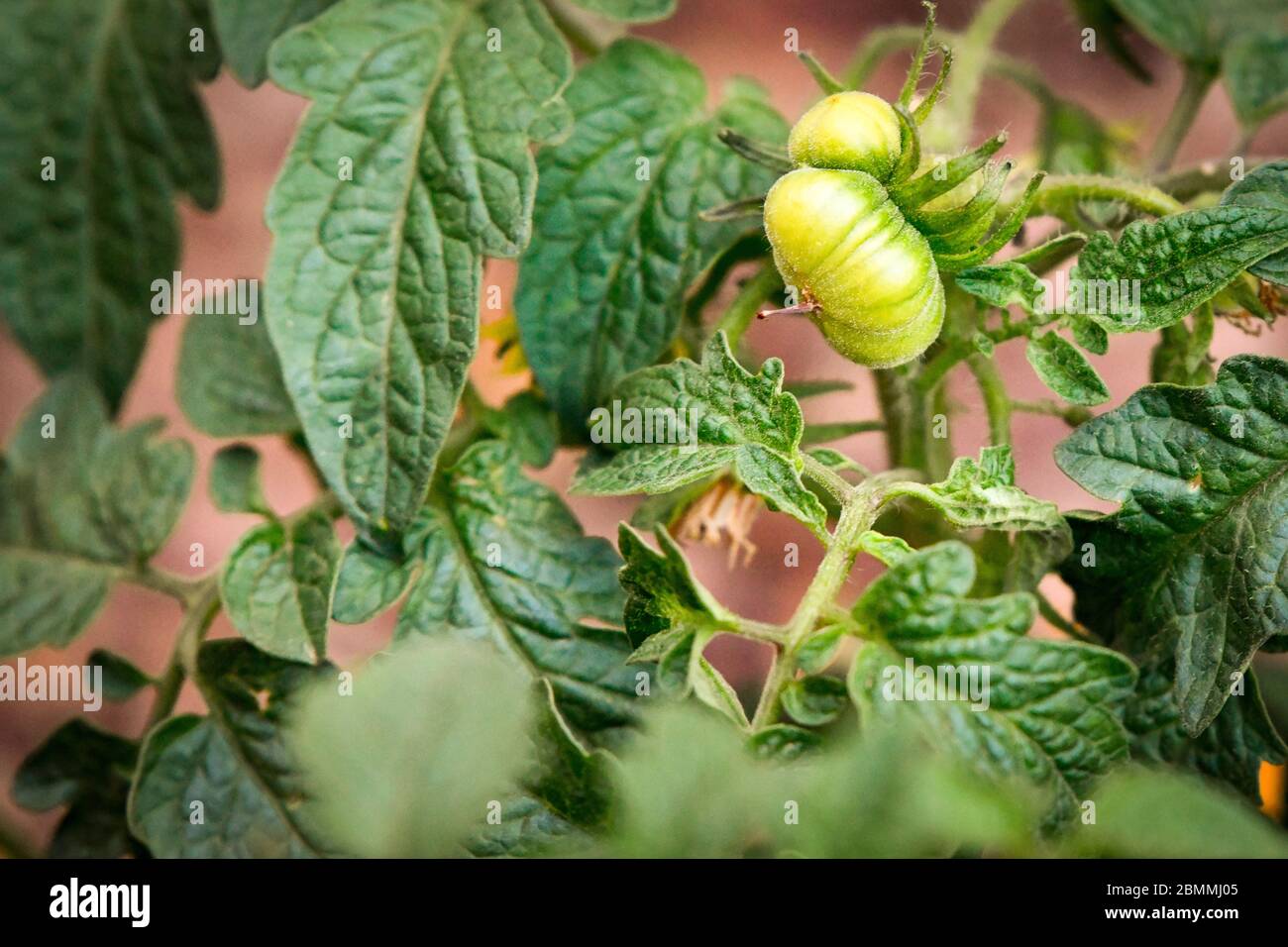 Home Grown Garden Tomato Plant with New Green Tomatoes Growing Stock Photo