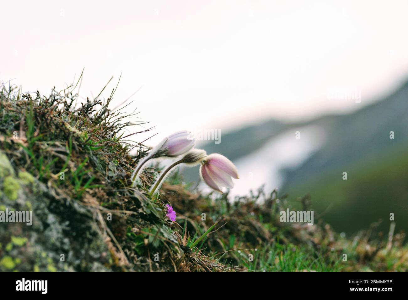 Frühlings-Kuhschelle - Arctic violet - Pulsatilla vernalis Stock Photo
