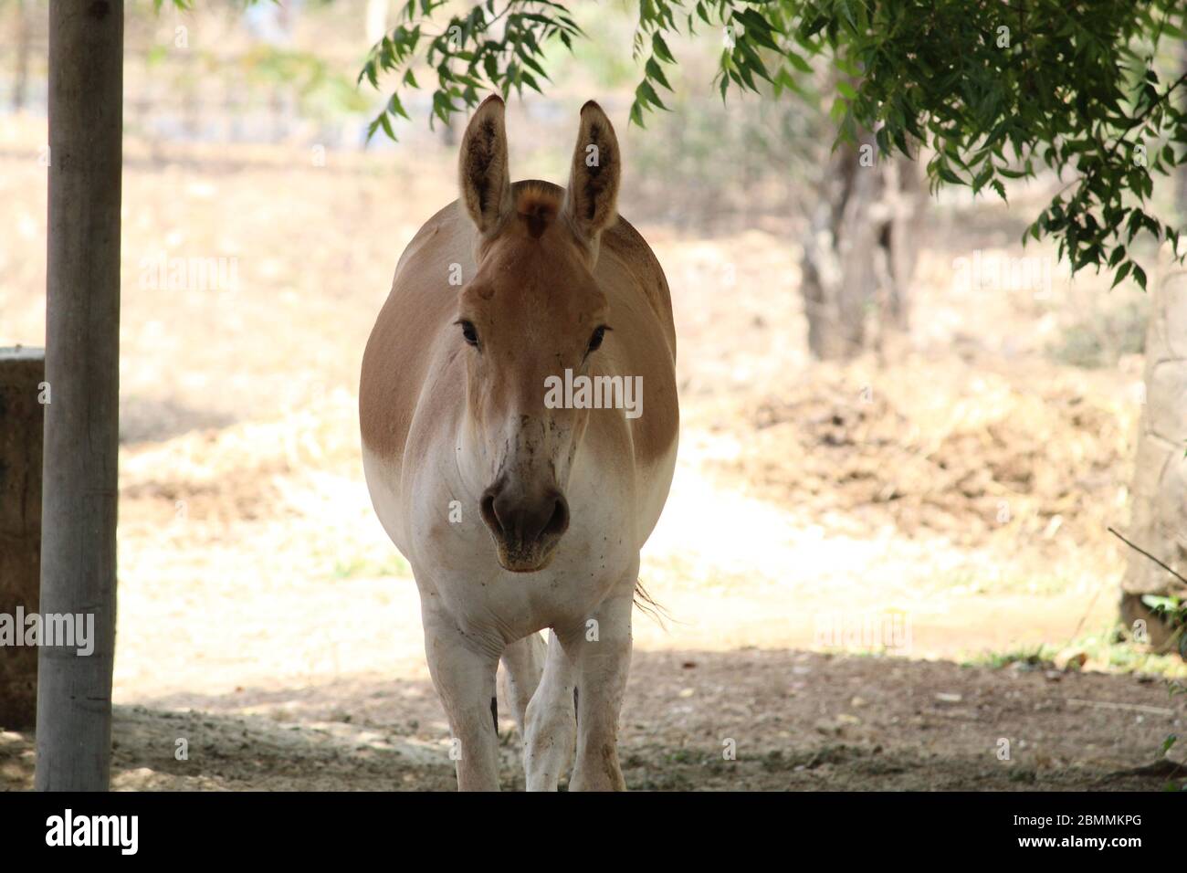 Save The Donkeys High Resolution Stock Photography and Images - Alamy