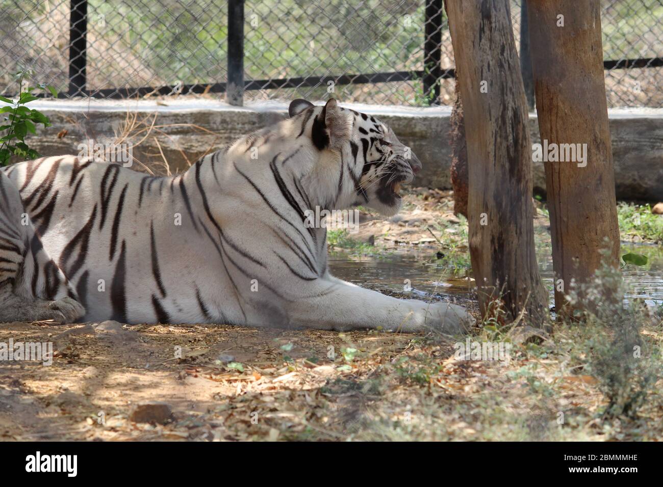 TIGER Stock Photo