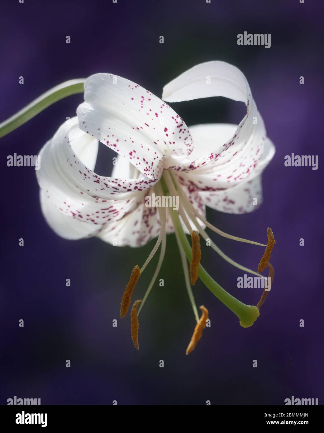 White tiger lily flower against purple blue background Stock Photo Alamy