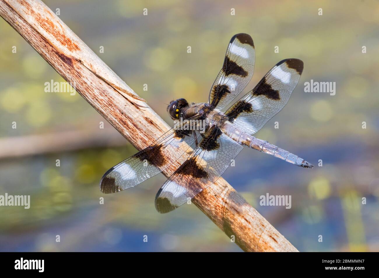 Male Twelve-Spotted Skimmer dragonfly resting on branch Stock Photo - Alamy