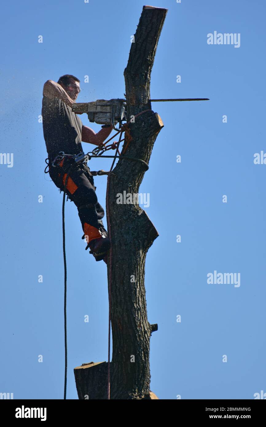 Tree surgeon cutting down a tree using a chain saw in Yorkshire, using