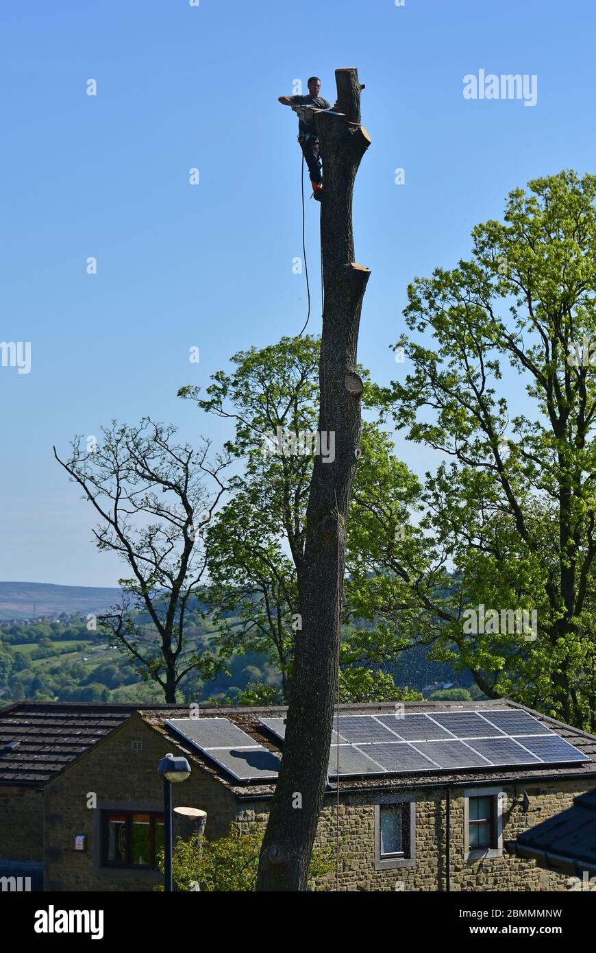 Tree surgeon cutting down a tree using a chain saw in Yorkshire, using ...
