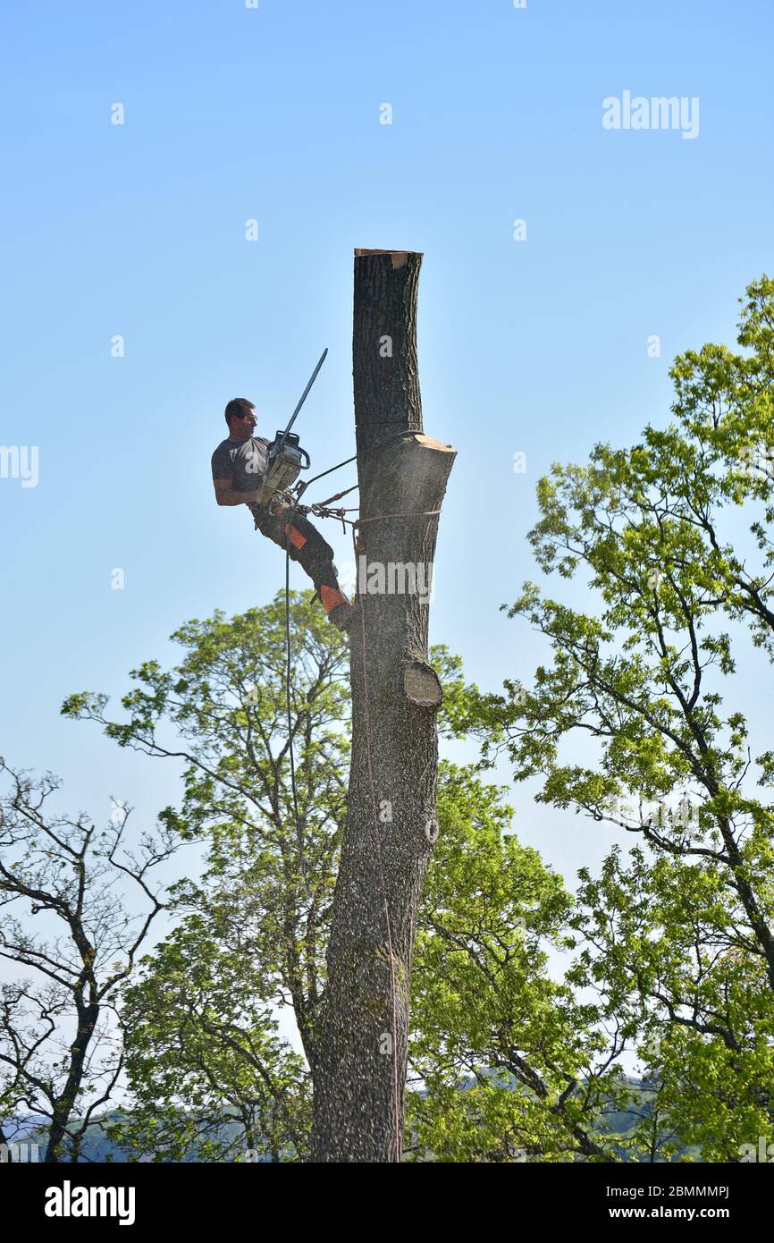 Tree surgeon cutting down a tree using a chain saw in Yorkshire, using ...