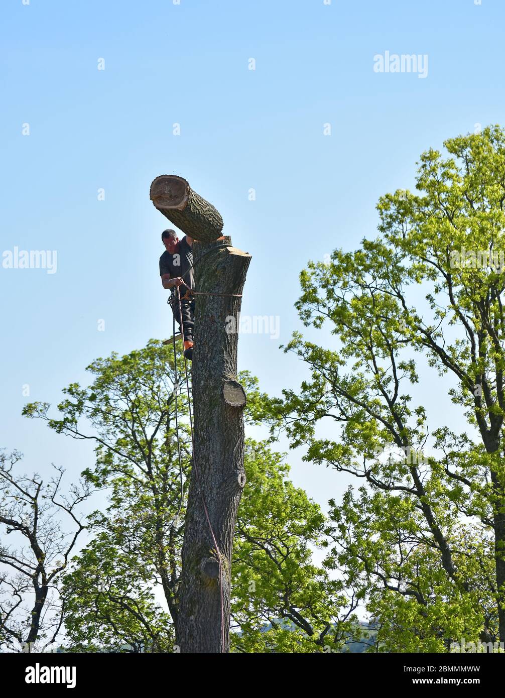 Tree surgeon cutting down a tree using a chain saw in Yorkshire, using ...