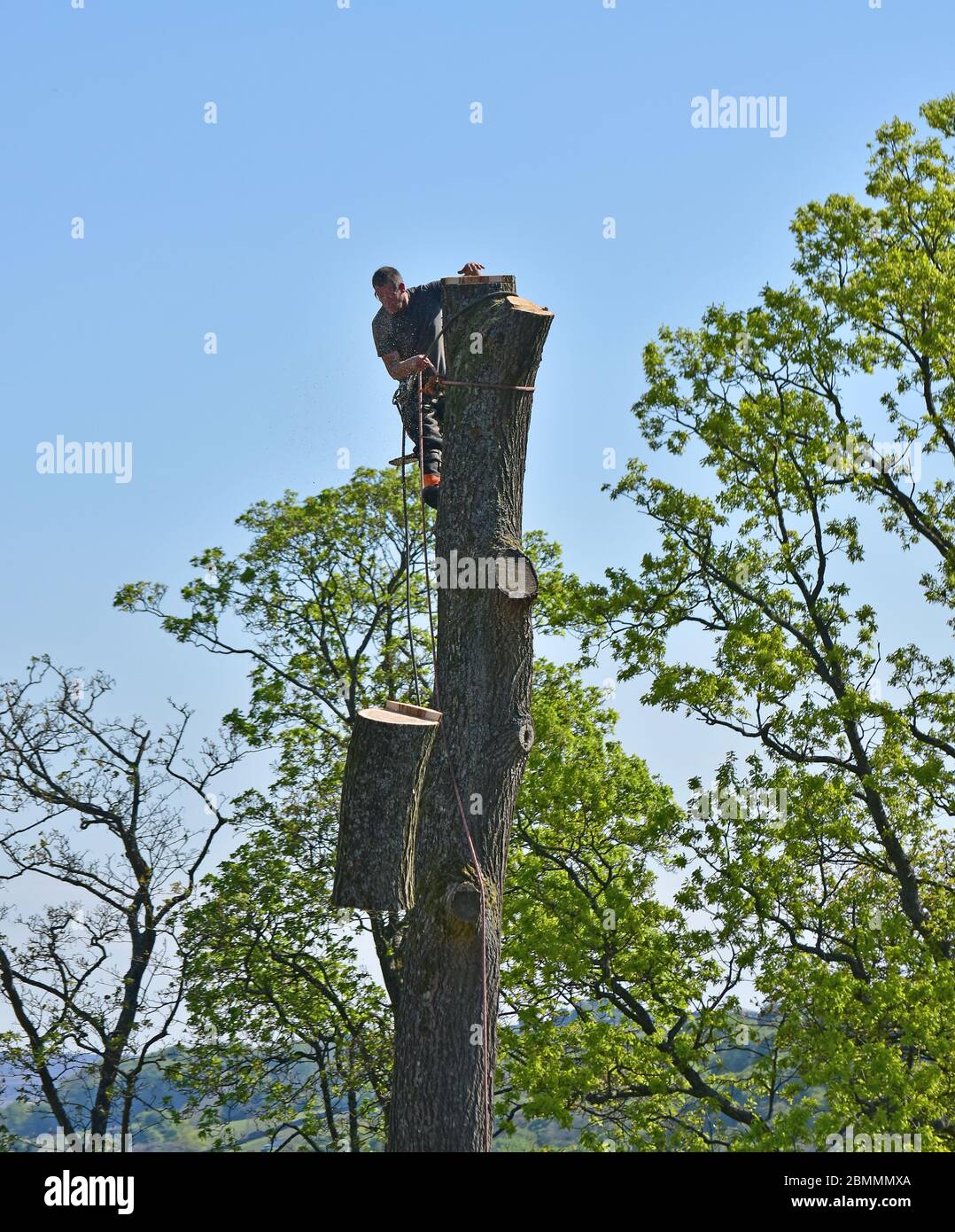 Tree surgeon cutting down a tree using a chain saw in Yorkshire, using climbing gear. Stock Photo