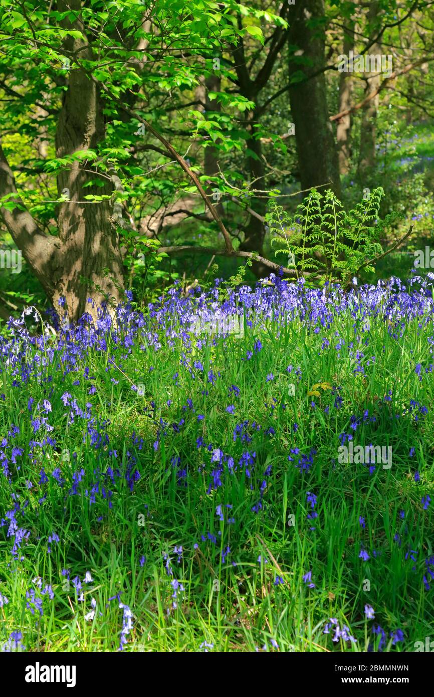 Bluebells in West Wood in Honley near Holmfirth, West Yorkshire, England, UK. Stock Photo