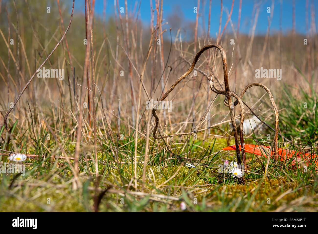 Daisies or bellis perennis growing next to plastic waste on a covered landfill in Bad Iburg in northwest Germany. Stock Photo