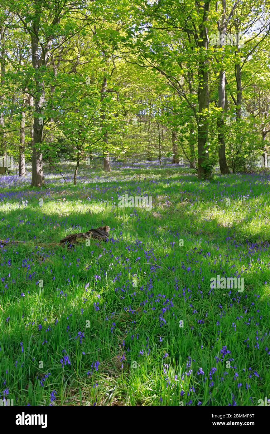 Bluebells in West Wood in Honley near Holmfirth, West Yorkshire, England, UK. Stock Photo