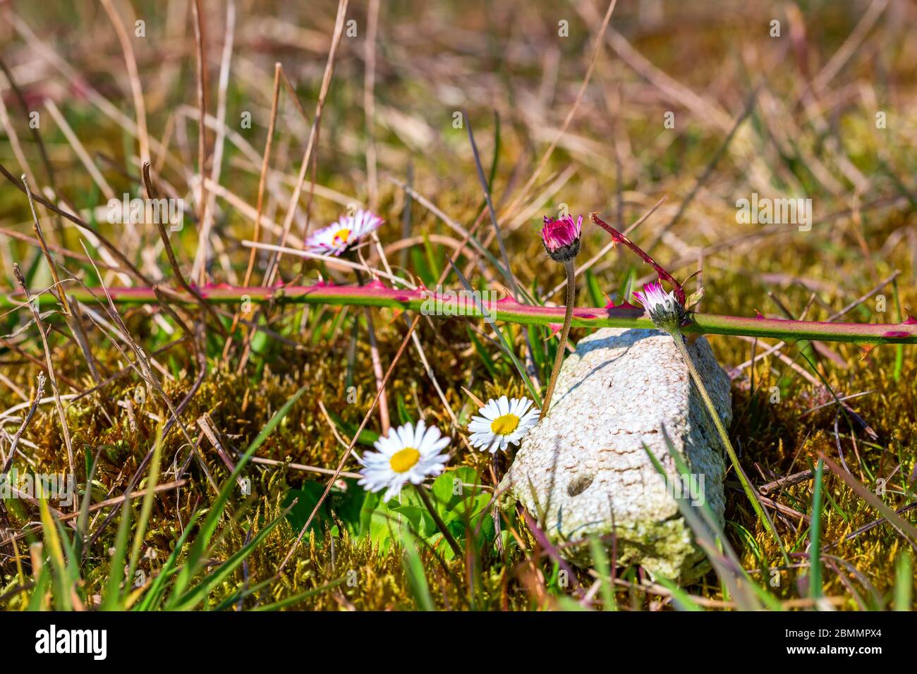 Daisies or bellis perennis growing next to plastic waste on a covered landfill in Bad Iburg in northwest Germany. Stock Photo