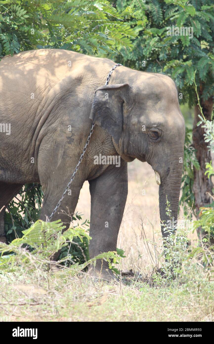 Indian pattern elephant hi-res stock photography and images - Alamy