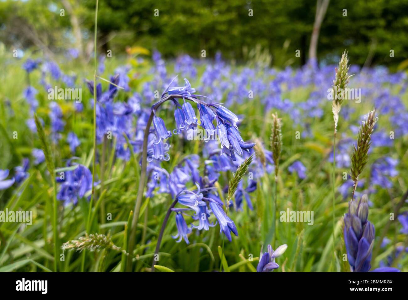 Bluebell, Hyacinthoides non scripta Stock Photo