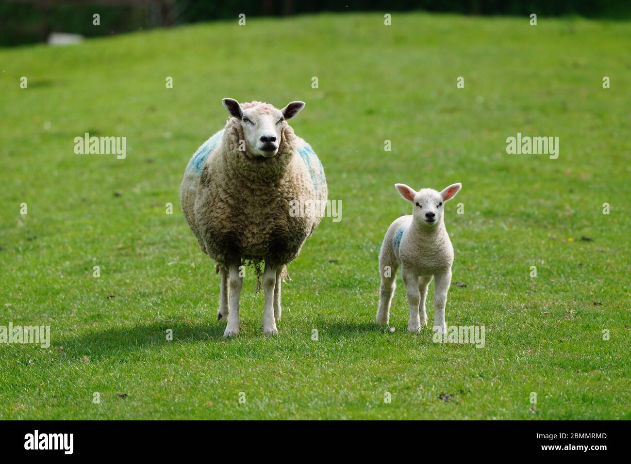 Sheep close up hoof hires stock photography and images Alamy