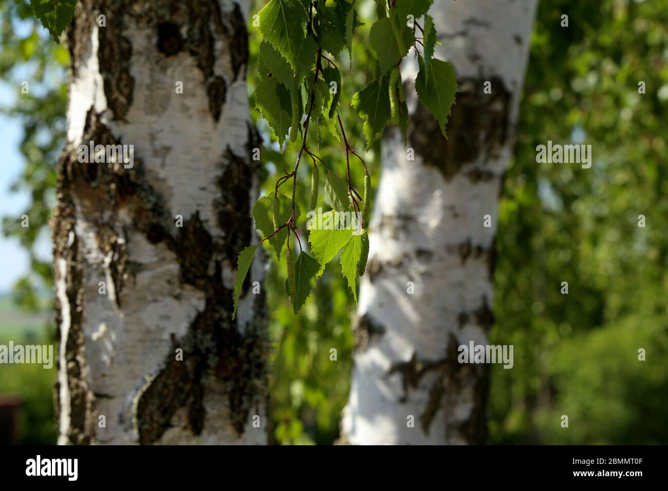 Birch branch with foliage and earrings on a background of white trunks Stock Photo