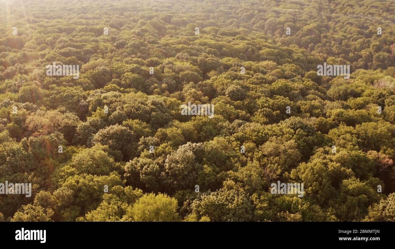 Top view dense forest thick hi-res stock photography and images - Alamy