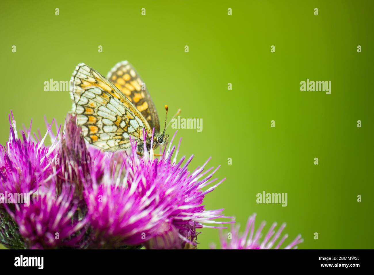 Colorful macro of a Heath fritillary butterfly (Melitaea athalia) sitting on a thistle flower with green blurred background Stock Photo