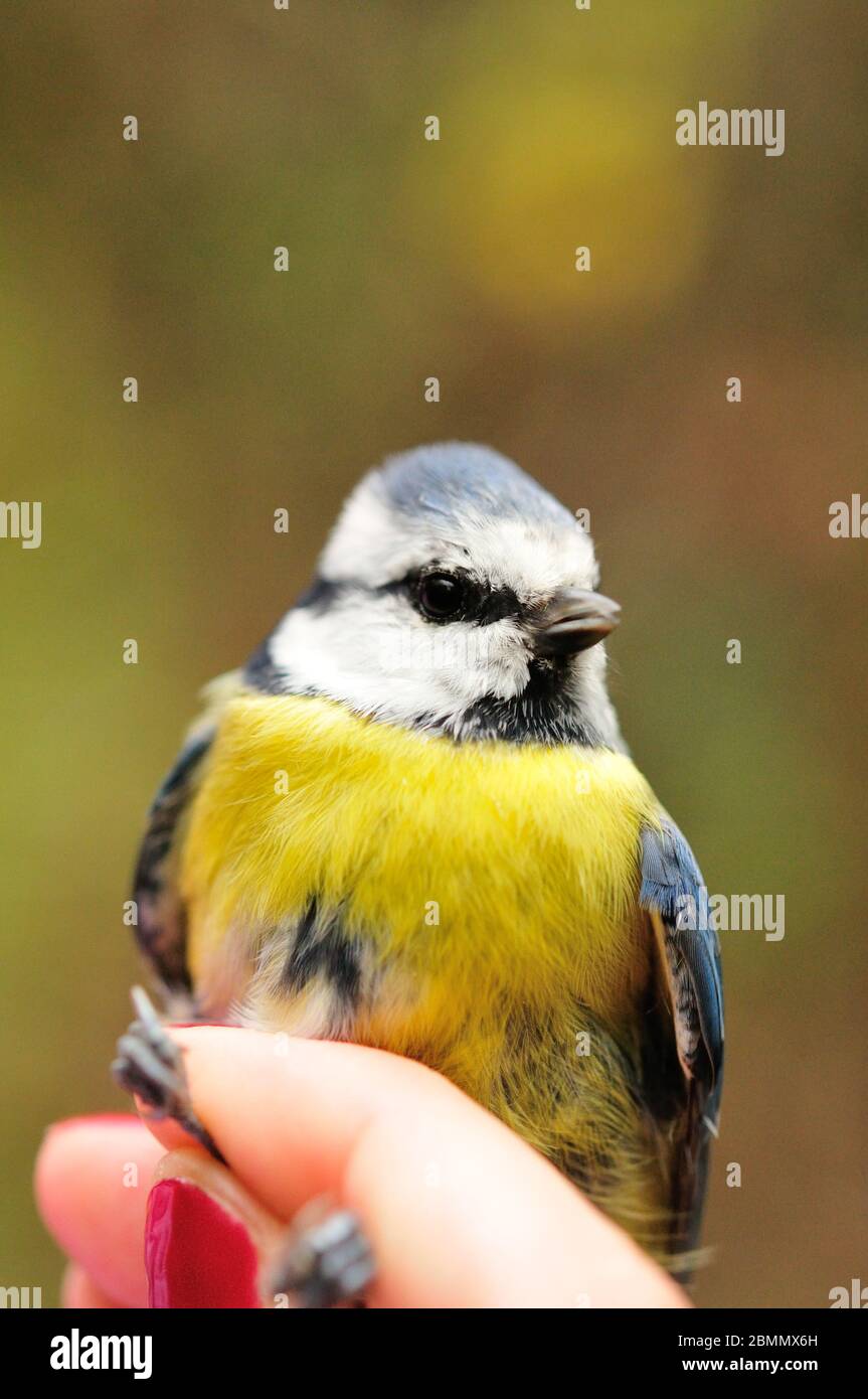 Blue tit in hand Stock Photo