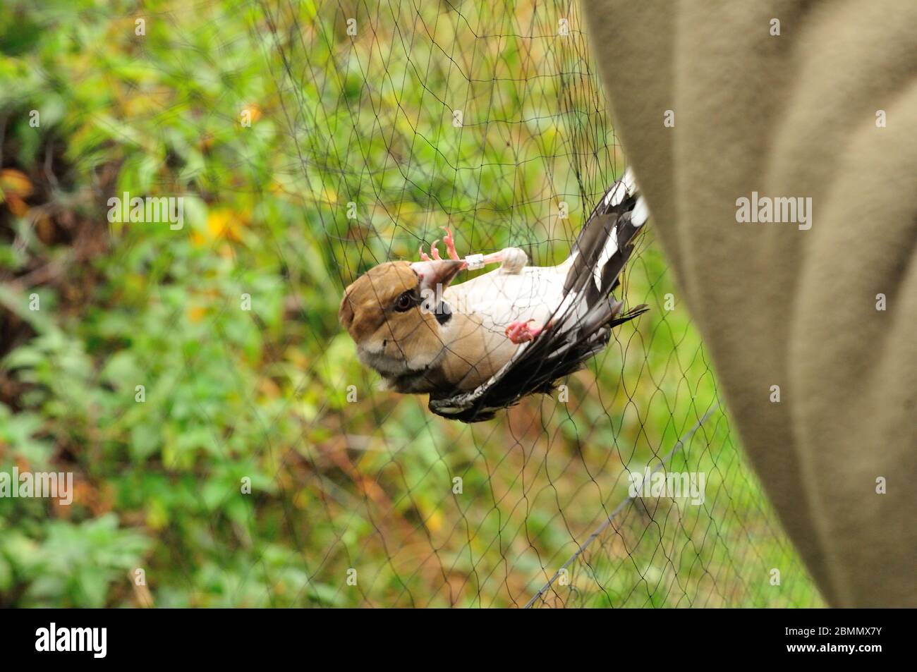 Hawfinch (Coccothraustes coccothraustes) in mist net Stock Photo