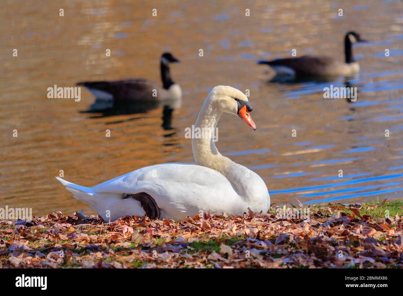 Mute Swan next to a pond in Elon, North Carolina. Stock Photo