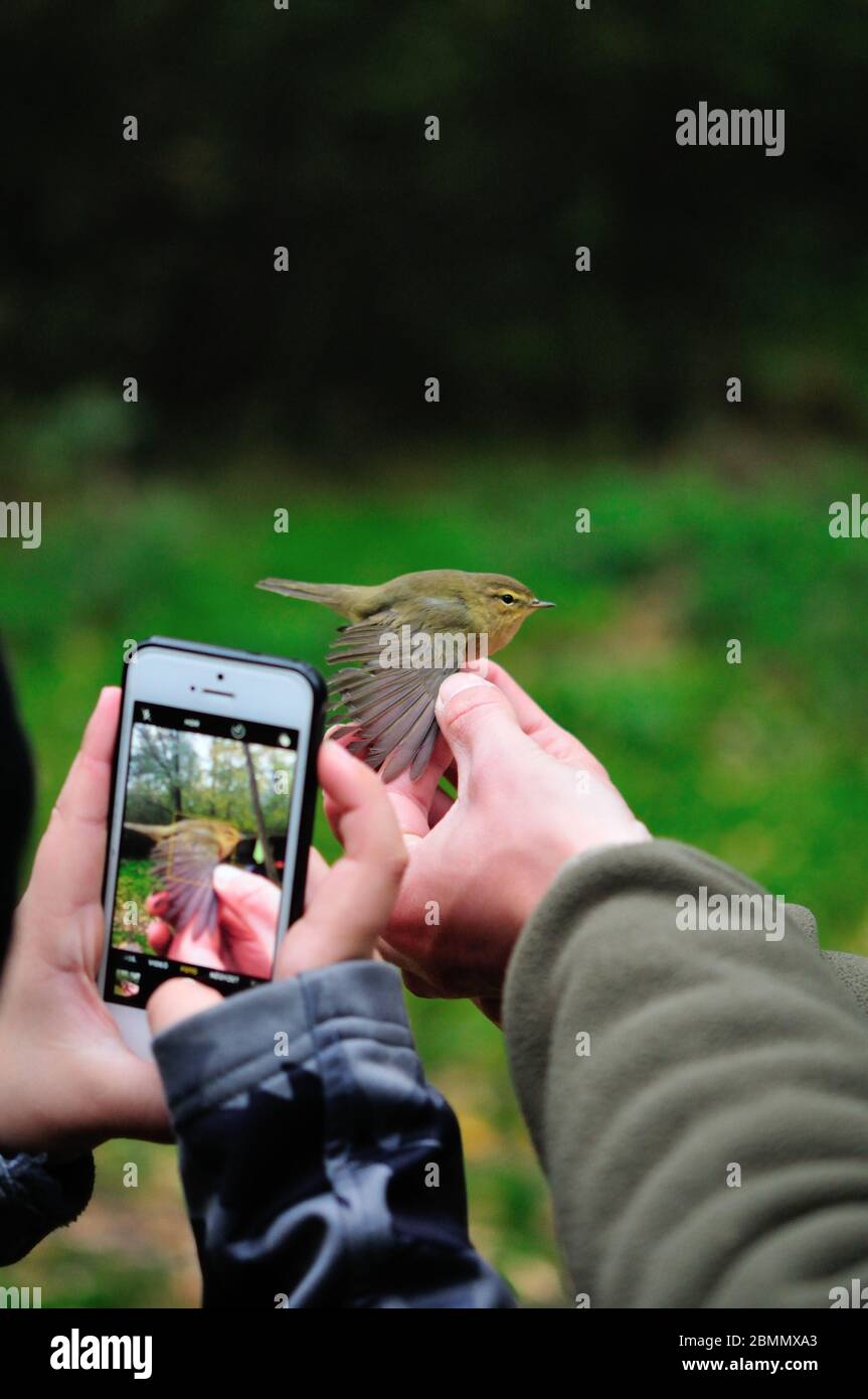 Taking photos of captured bird during bird ringing Stock Photo