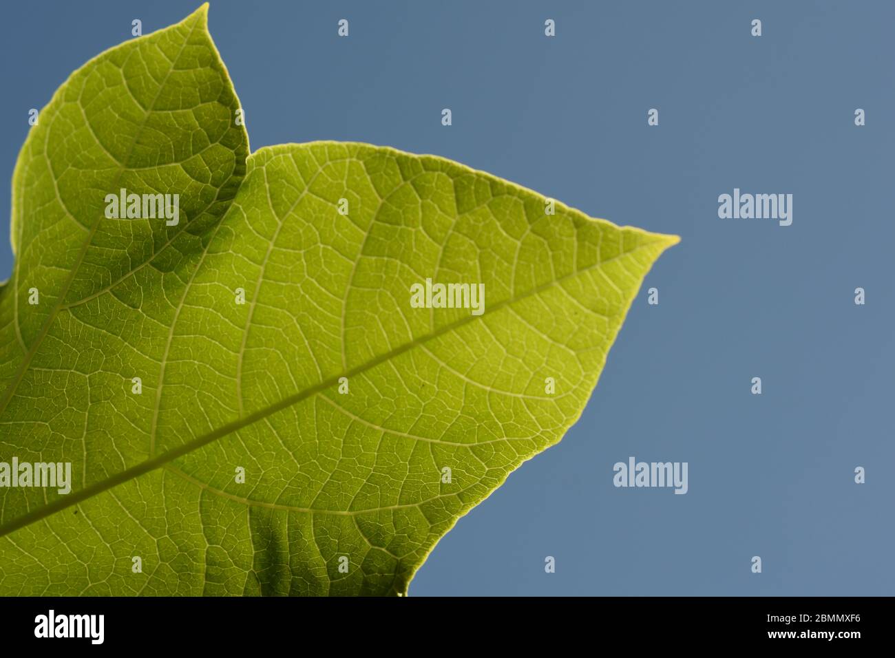 Jatropha leaf texture against blue clear sky Stock Photo