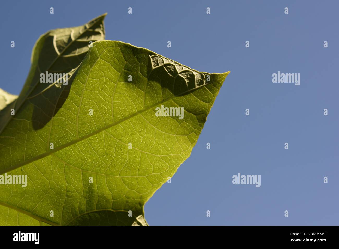 Jatropha leaf texture against blue clear sky Stock Photo