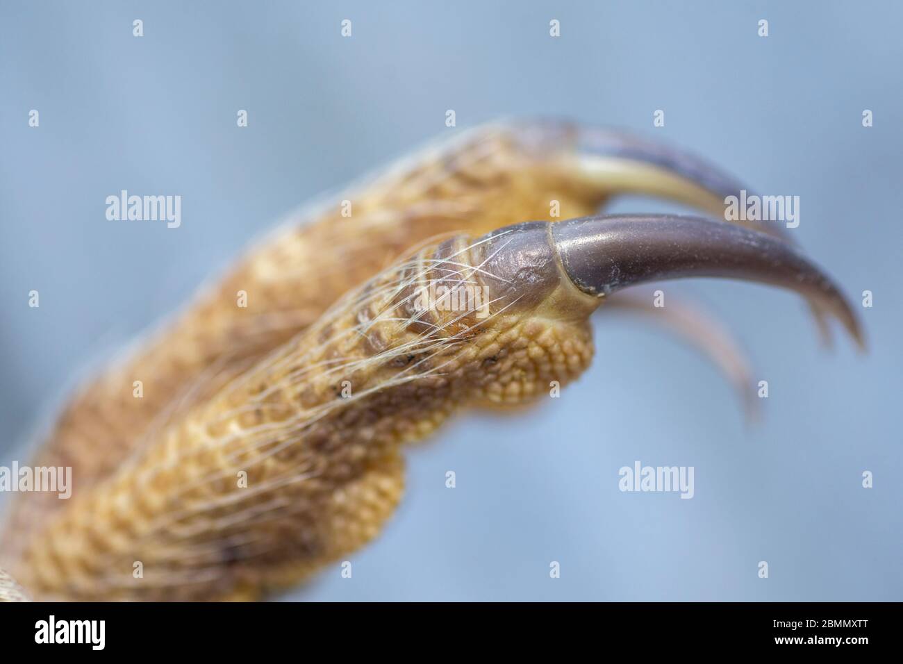 Barn Owl (Tyto alba) claws Stock Photo Alamy