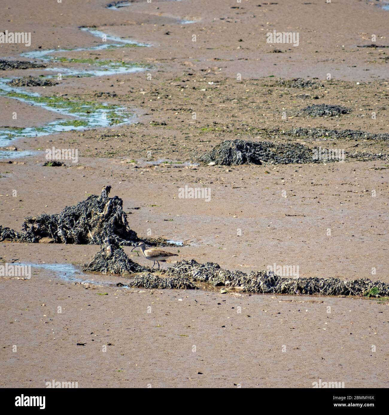 Curlew on mud in Torridge estuary, Devon, UK. Numenius arquata. Tide out. Stock Photo