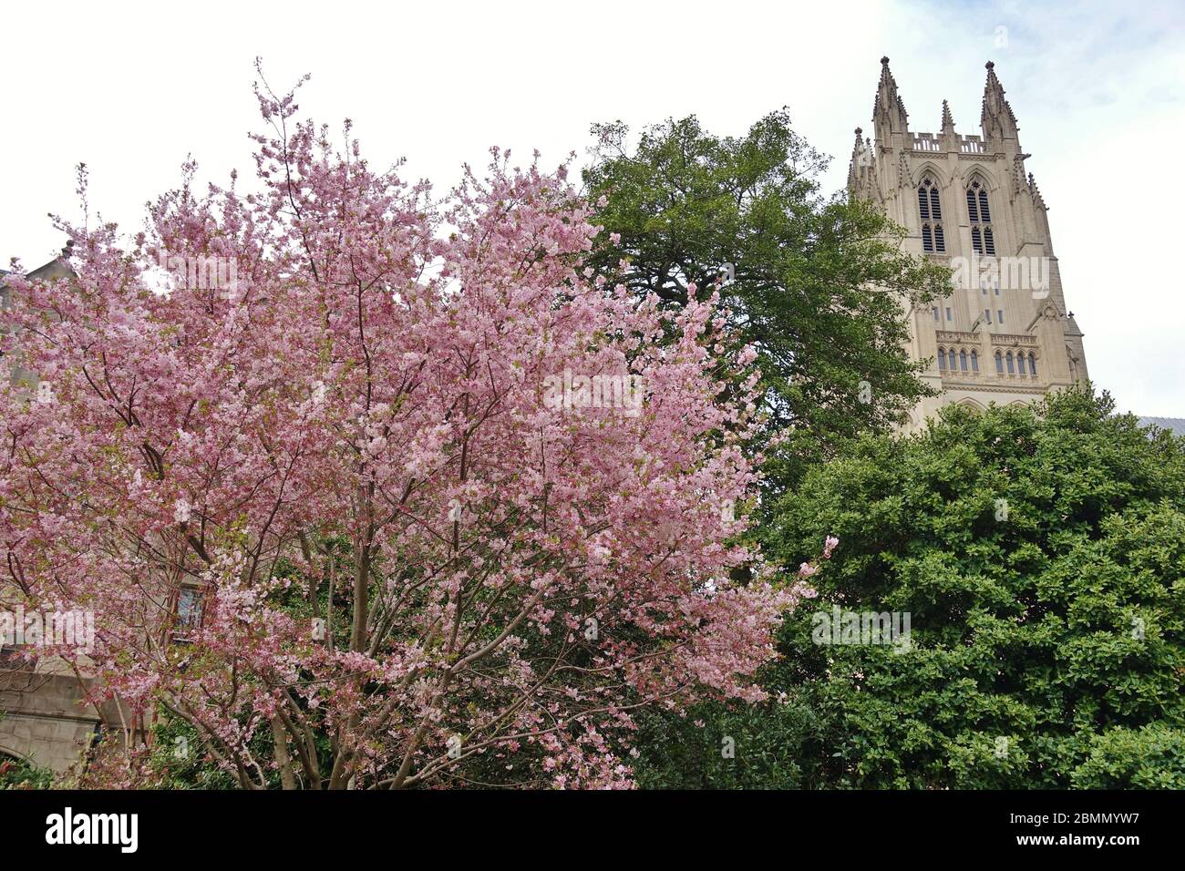 View of the Cathedral Church of Saint Peter and Saint Paul in the City and Diocese of Washington (Washington National Cathedral) in Washington, DC dur Stock Photo