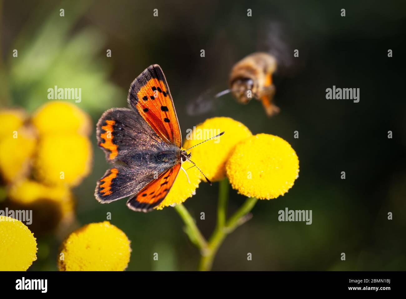 Close-up of a butterfly on yellow flower Stock Photo