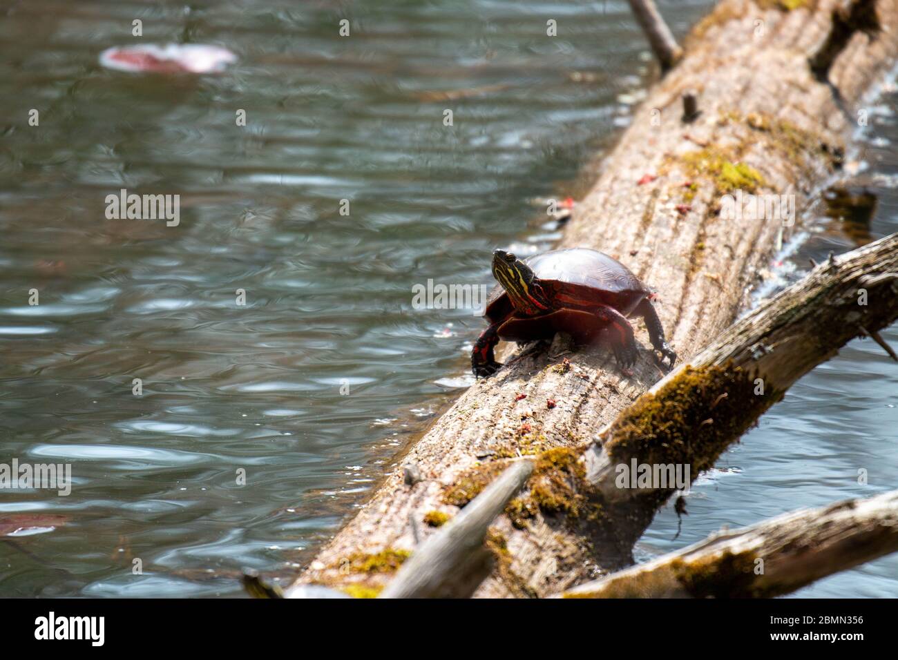 Midland Painted Turtle basking on a large rock covered in vegetation