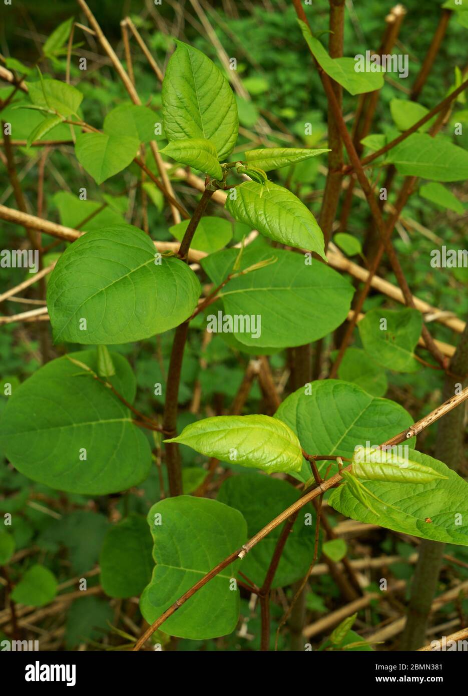 Japanese knotweed fallopia japonica growing in the UK. Stock Photo