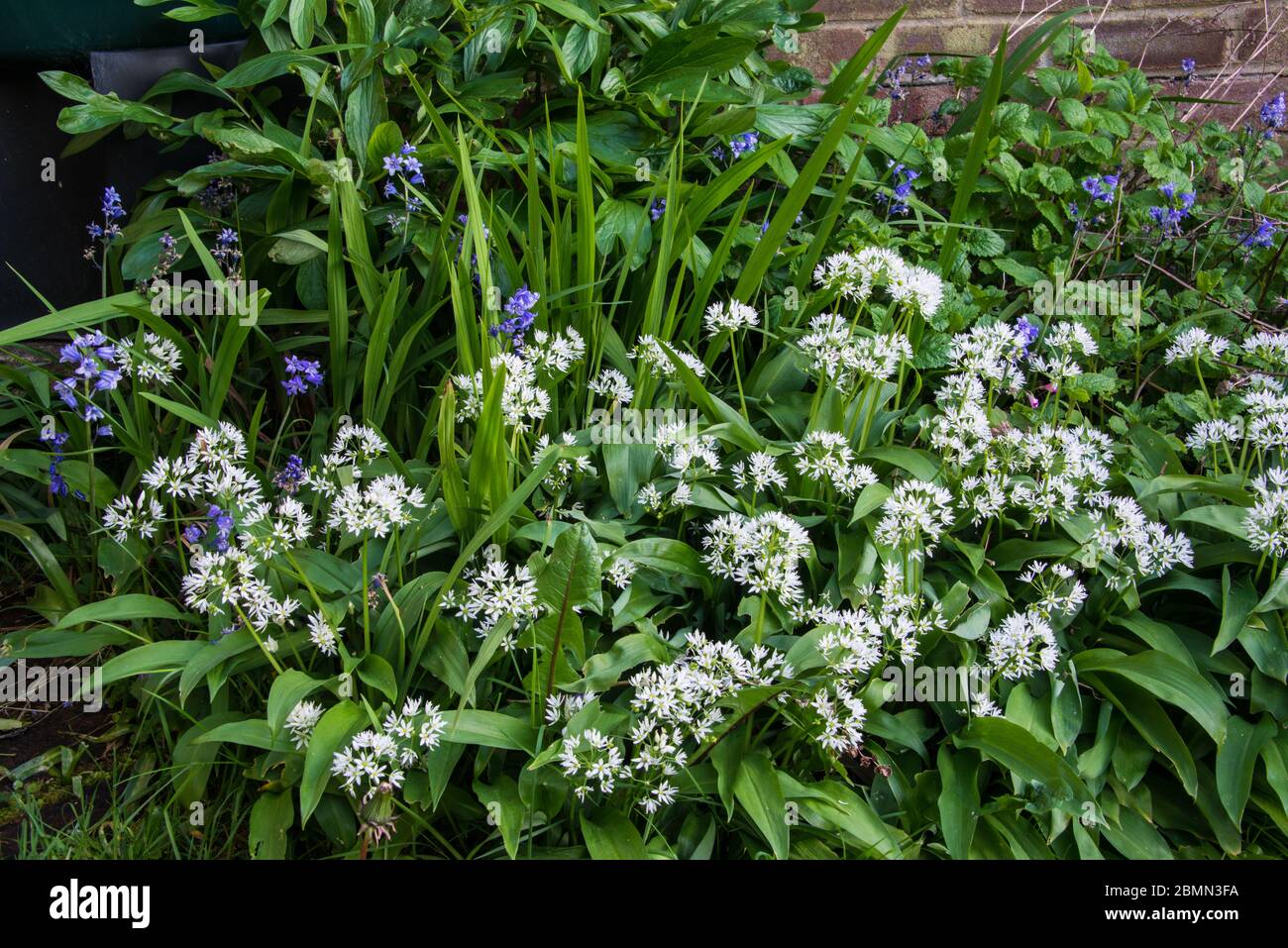 Allium ursinum Stock Photo
