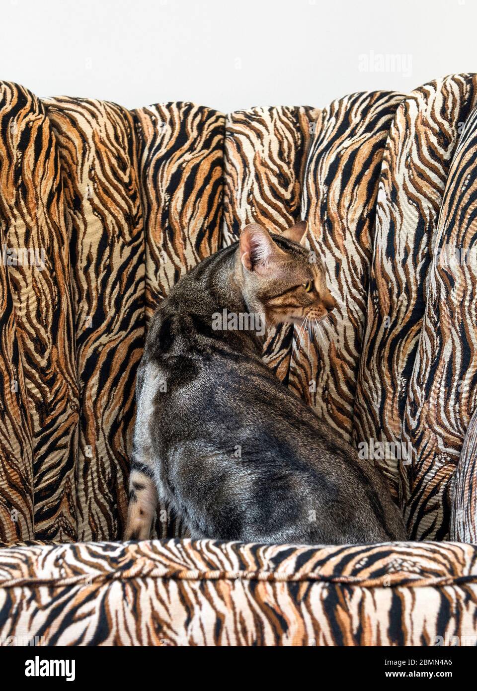 Sokoke Cat Sitting On A Zebra Print Armchair Stock Photo Alamy