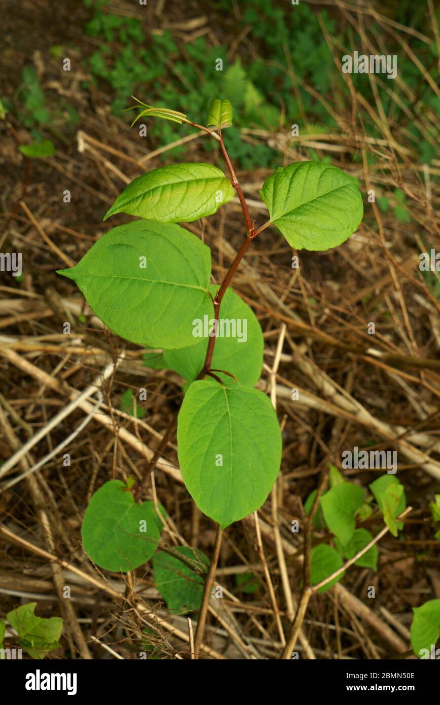 Japanese knotweed fallopia japonica growing in the UK. Stock Photo
