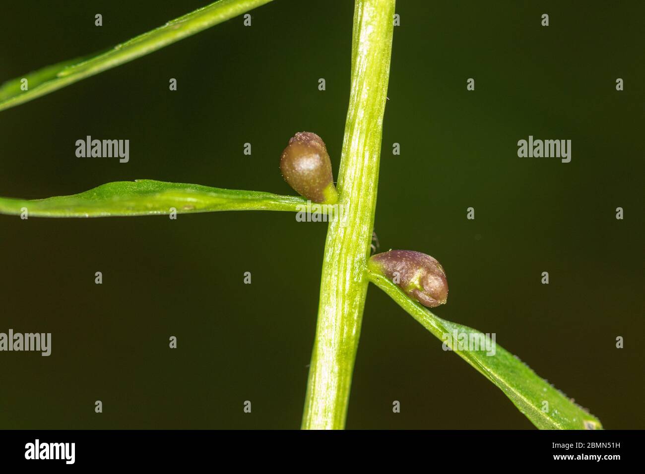 The bulbils of the coralroot (Cardamine bulbifera) in spring Stock Photo